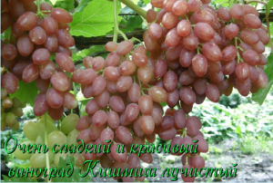 кишмиш лучистый