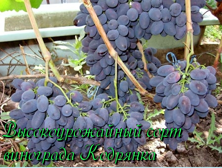 сорт винограда кодрянка