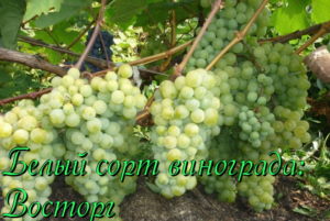 виноград сорта восторг