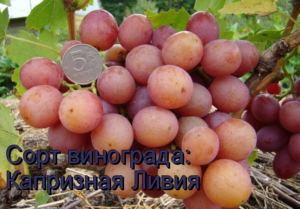 виноград Ливия