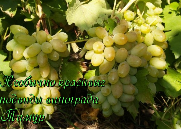 виноград сорта тимур