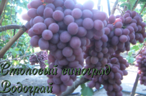 виноград водограй