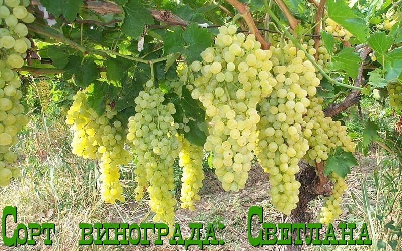 Сорт винограда: Светлана