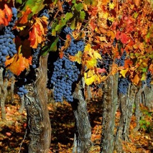 KLOPPEX.RU_vinograd_derevya_urozhay_osen_grozdi_listya_frukty