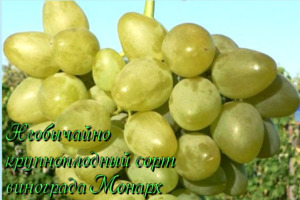сорт винограда монарх