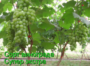 виноград супер экстра
