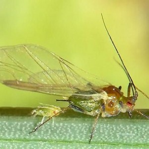 Sitobion-avenae5_1