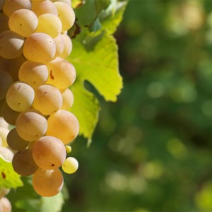 muscat-grapes