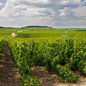 obrabotka-vinograda