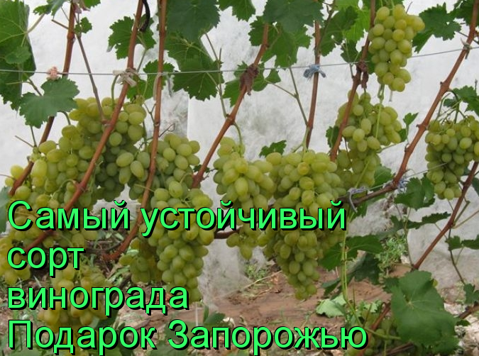 сорт подарок запорожью