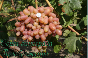 гроздь преображения