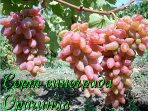 виноград оригинал
