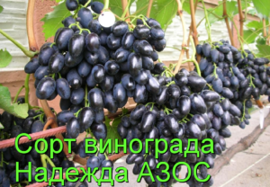 виноград Надежда АЗОС