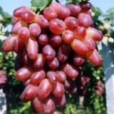 винограда Ризамат