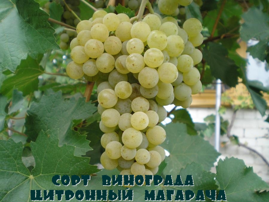 Сорт винограда Цитронный Магарача