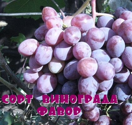 Сорт винограда Фавор