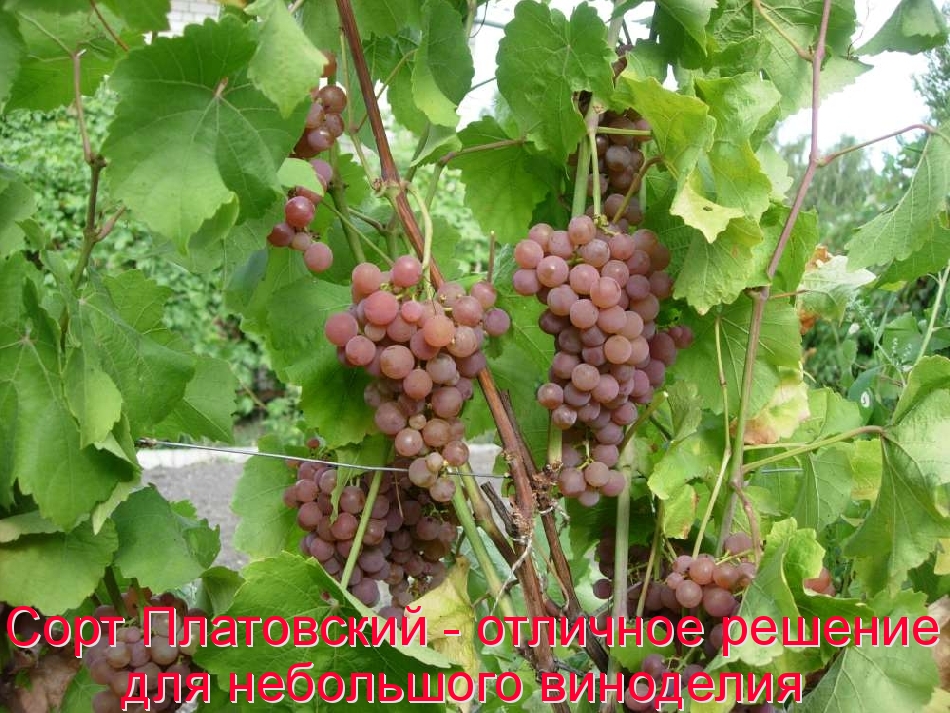 Виноград Платовский 