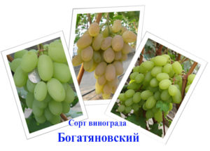  богатяновский