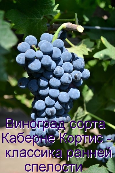 Виноград сорта Каберне Кортис - классика ранней спелости
