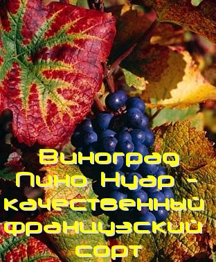 виноград пино нуар