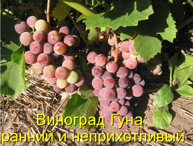 Виноград Гуна: ранний и неприхотливый