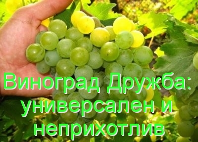виноград дружба 
