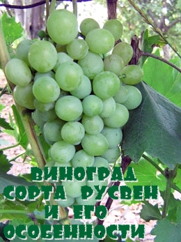 Виноград сорта Русвен и его особенности