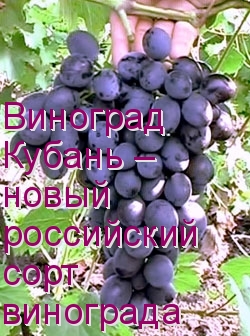 Виноград Кубань – новый российский сорт винограда