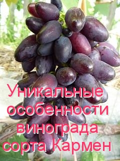 Уникальные особенности винограда сорта Кармен