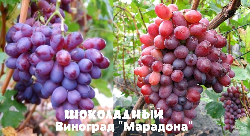 Шоколадный виноград Марадона