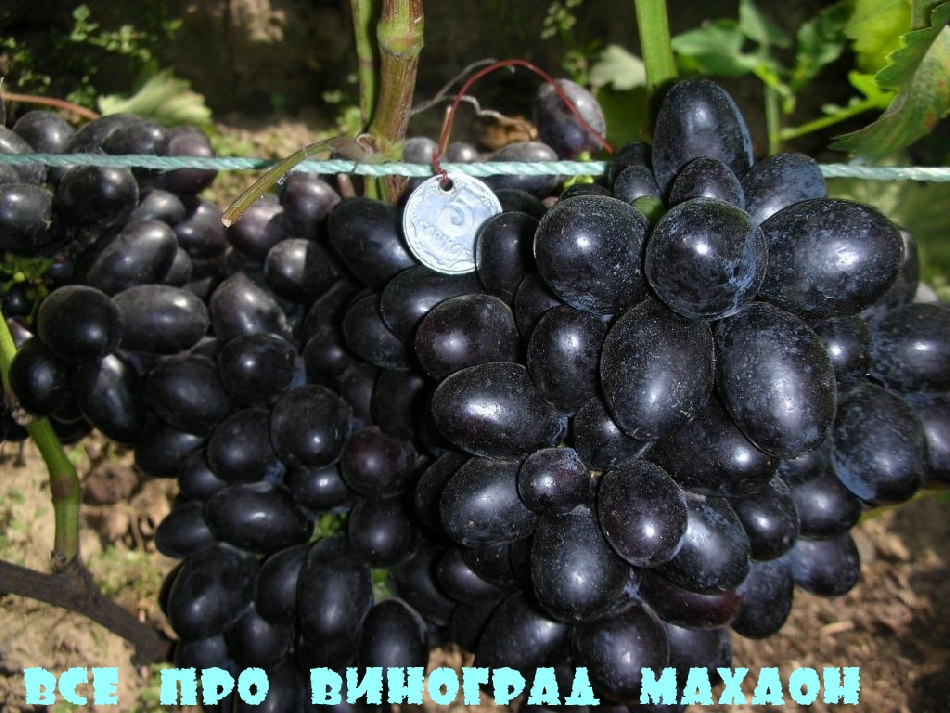 Всё про виноград Махаон
