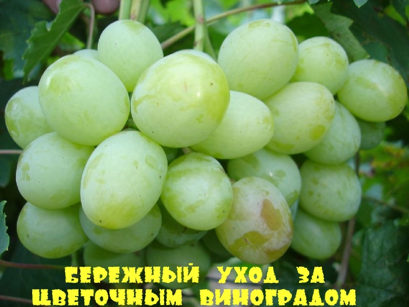 Бережный уход за Цветочным виноградом
