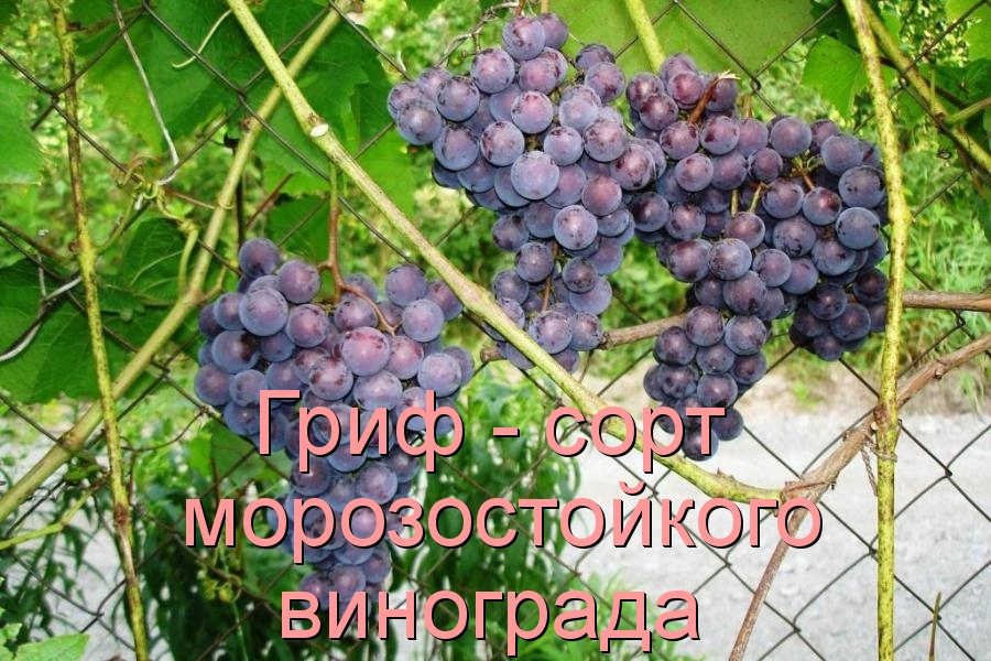 Гриф - сорт морозостойкого винограда