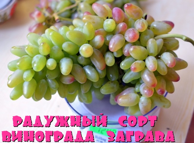 Радужный сорт винограда Заграва