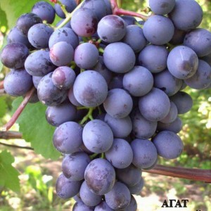 агат виноград