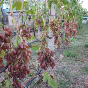 урожайность винограда "заграва"