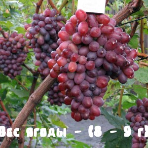 вес ягоды винограда Марадона