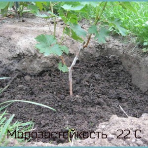 посадка и уход хаджи мурат