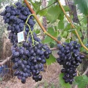 выращивание винограда кубань