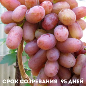 нюансы ухода винограда Юлиан