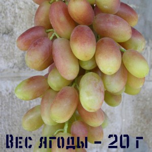 правильный уход за виноградом Юлиан