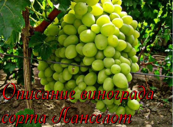 ланселот - описание сорта