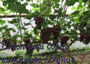 виноград дунав