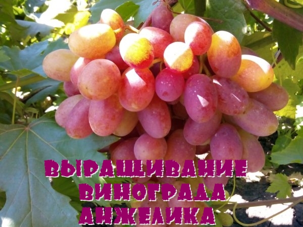 Выращивание винограда Анжелика
