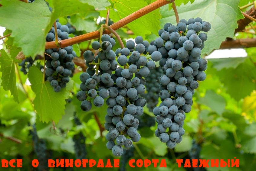 Всё о винограде сорта Таежный