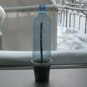 РАЗМНОЖЕНИЕ ВИНОГРАДА ОТВОДКАМИ