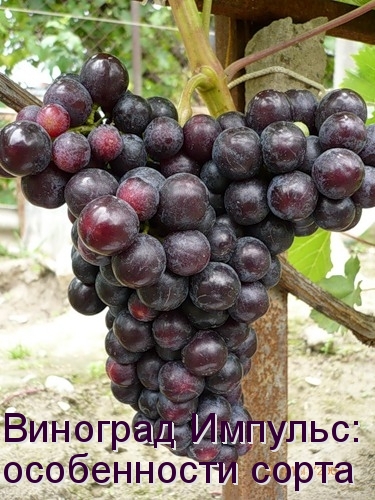 Виноград Импульс
