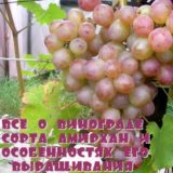 Все о винограде сорта Амирхан и особенностях его выращивания