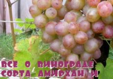 Все о винограде сорта Амирхан и особенностях его выращивания
