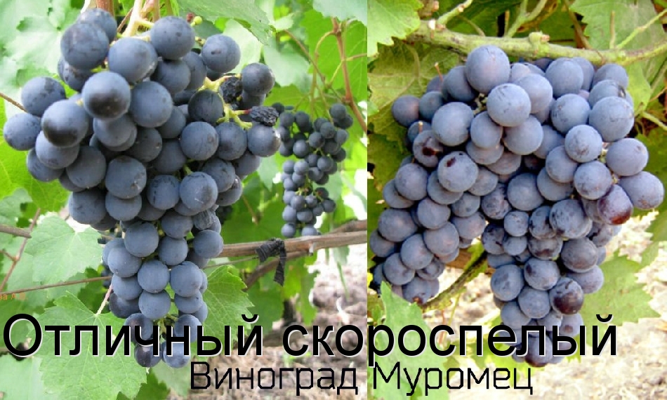 Отличный скороспелый виноград Муромец